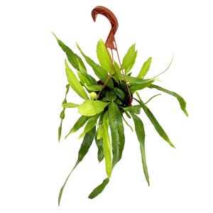 Puede incluir: Una maceta colgante con una planta verde. La planta tiene hojas largas y delgadas que caen hacia abajo. La maceta es marr&oacute;n y tiene un colgador incorporado. Las hojas var&iacute;an en tonos de verde, creando un contraste visual.