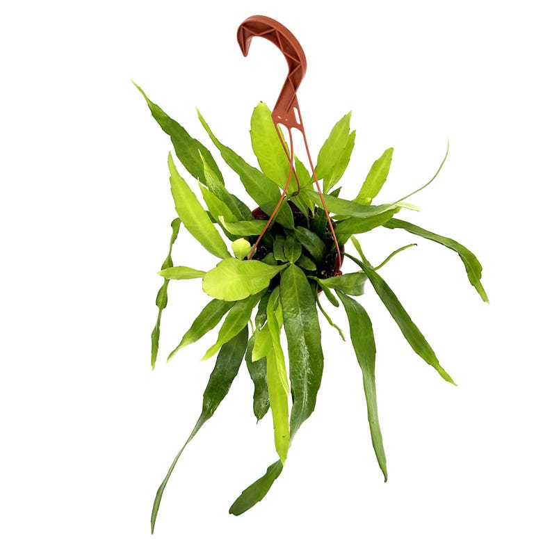 Puede incluir: Una maceta colgante con una planta verde. La planta tiene hojas largas y delgadas que caen hacia abajo. La maceta es marr&oacute;n y tiene un colgador incorporado. Las hojas var&iacute;an en tonos de verde, creando un contraste visual.