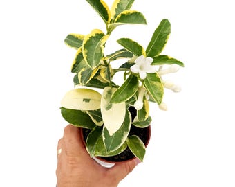 Stephanotis Floribunda 'variegata', Madagascar Jasmine, 10 Pot. Trellis.  Full Trellis - Etsy