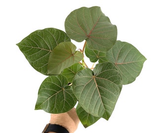 Ficus petiolaris - Red Veins  'Rock Fig' Rare Fig Tree in 4” 6" Pot - Sonoran Desert - Caudex Forming - RARE