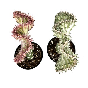 Coral Cactus Euphorbia lactea crest 'Coral Cactus' Pink and White - Grafted Succulent - Hot Pink Cristata Ghost