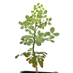 Senegalia burkei formerly Acacia burkei Rare African Tree black monkey-thorn 4 and 6 Grow Pot Sizes Available image 3