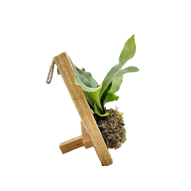 Mini Staghorn Fern Mounted on Plaque Platycerium bifurcatum image 2