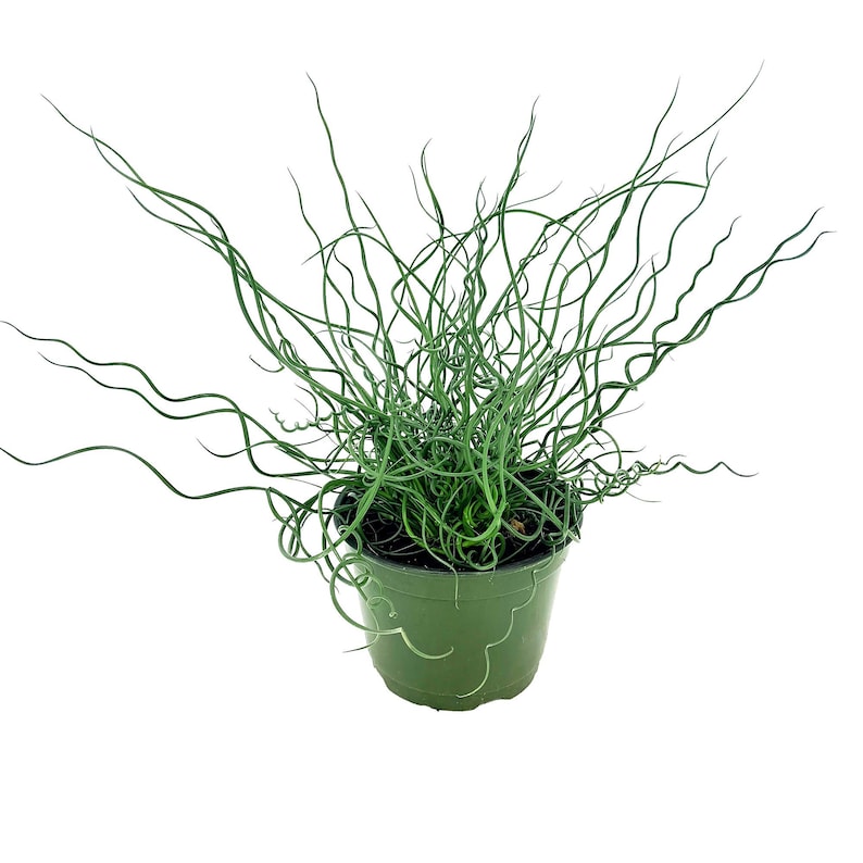 Juncus effusus Spiralis Corkscrew Rush Plant