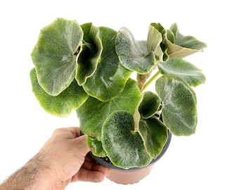 Begonia Venosa - Rare Succulent Begonia - Thick fuzzy leaves - 4" Grow Pot