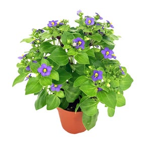 May include: A potted plant with vibrant green leaves and small, bright purple flowers with yellow centers. The plant is in a terracotta-colored pot, set against a white background. The flowers are in full bloom, creating a colorful display.