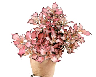 Fittonia albivenis 'Frankie' Nerve Plant