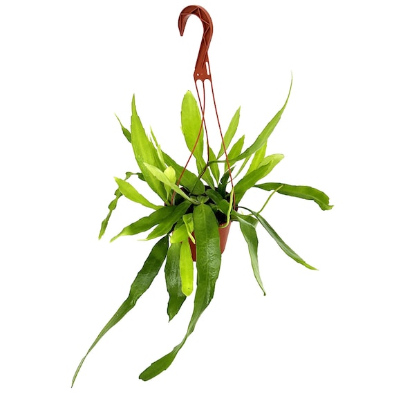 Rare Night-Blooming Orchid Cactus: Epiphyllum pumilum - 6" Pot, CA Grown, Pet Safe