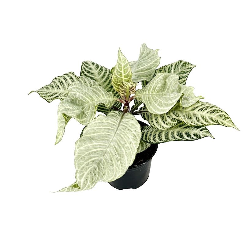 Puede incluir: Una planta en maceta con rayas blancas y verdes y un centro verde oscuro. La planta tiene hojas grandes y puntiagudas y crece en una maceta de pl&aacute;stico negra.
