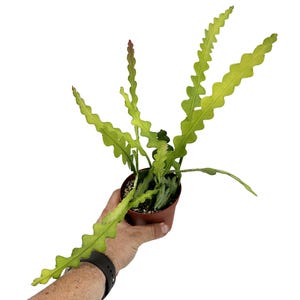Ric Rac Cactus (Epiphyllum Anguliger): Easy-Care Fishbone Zig-Zag Houseplant