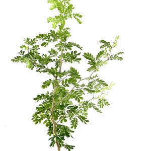 Texas Ebony Tree – Pithecellobium flexicaule | Rare Bonsai or Landscape Tree in 4” and 6&quot; Pot | Drought Tolerant and Slow Growing - Zig Zag