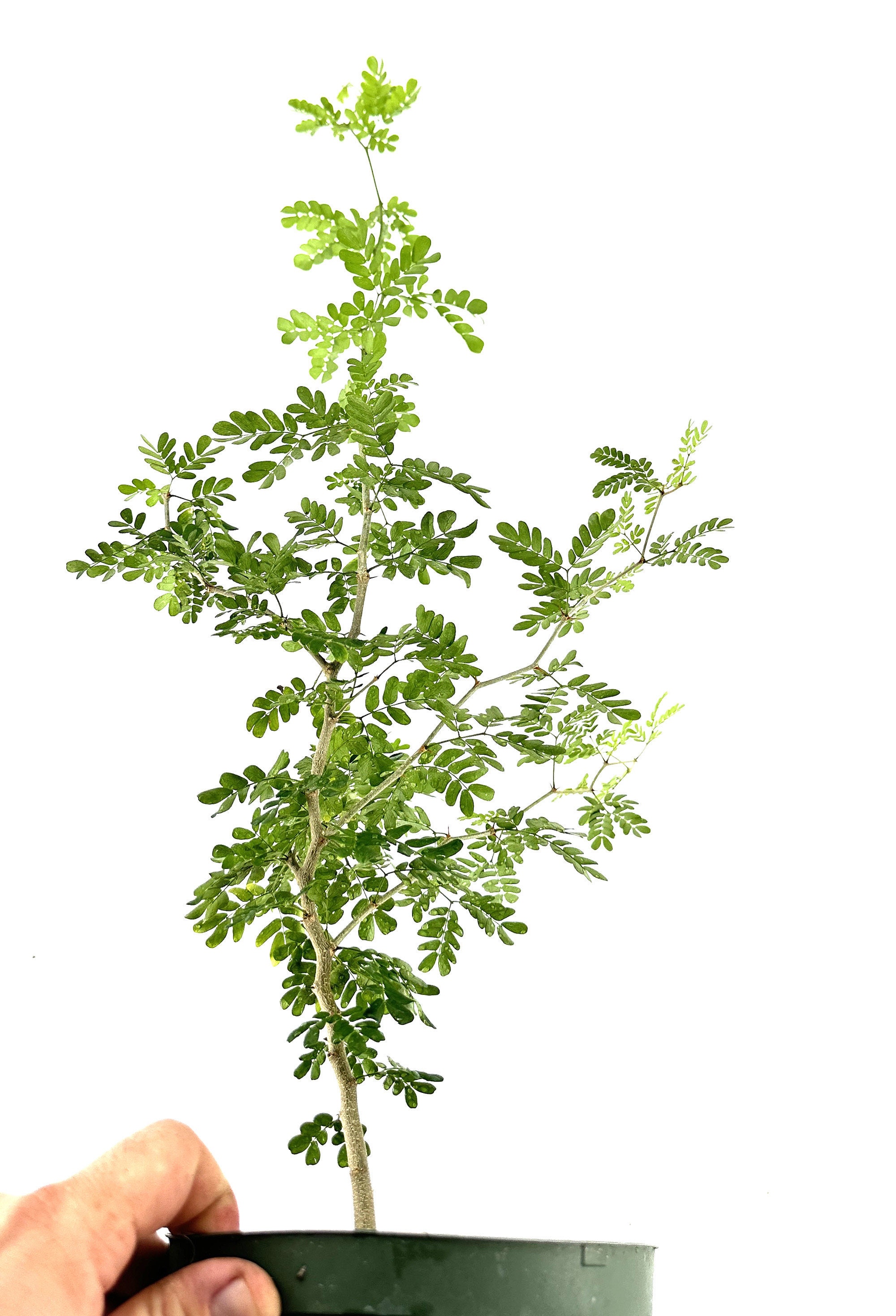 Texas Ebony Tree: Rare Bonsai or Drought Tolerant Landscape Tree - Etsy