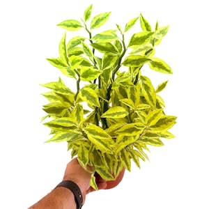 May include: A decorative artificial plant featuring numerous pointed leaves with a variegated pattern of bright lime green and yellow hues. The plant has multiple slender stems that branch out, creating a dense and bushy appearance.