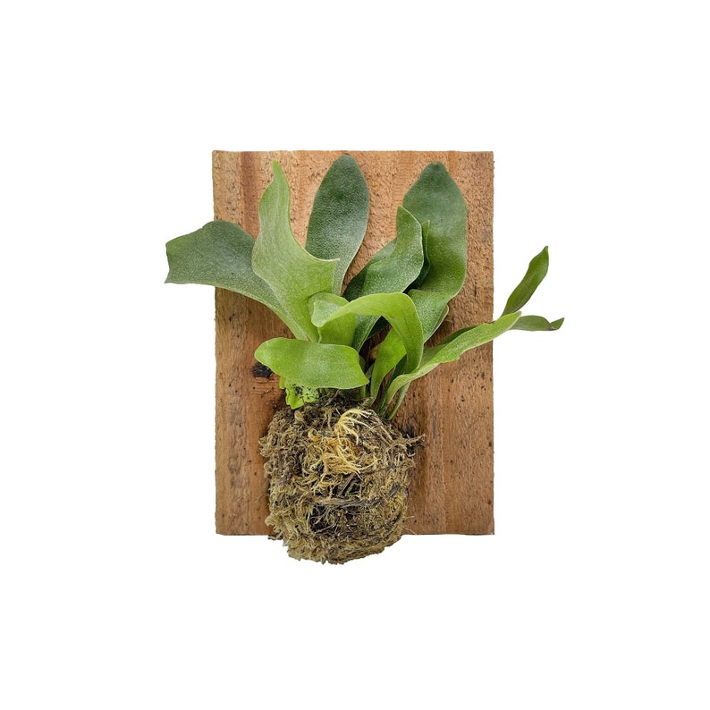 Mini Staghorn Fern Mounted on Plaque Platycerium bifurcatum image 1