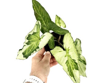 May include: A variegated houseplant with white and green leaves in a black pot. The plant is being held by a hand with a white watch.