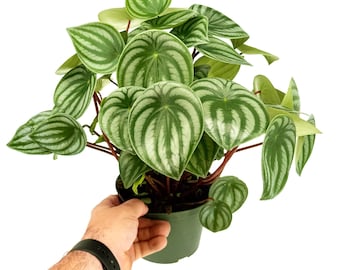 Peperomia argyraea 'Watermelon Peperomia'
