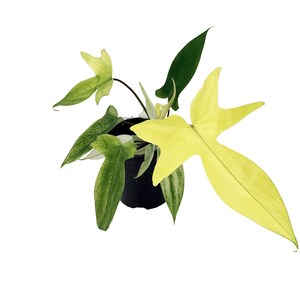 K&ouml;nnte beinhalten: Eine Philodendron Florida Ghost Pflanze in einem schwarzen Kunststoff-Pflanztopf. Die Pflanze hat markant gelappte, pfeilf&ouml;rmige Bl&auml;tter, die von einem hellen, blassgelben Gr&uuml;n zu einem tieferen, soliden Gr&uuml;n wechseln, wenn sie reifen.
