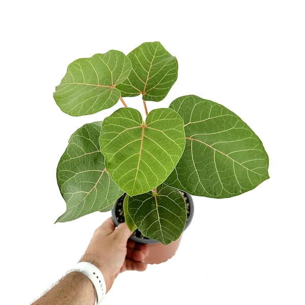 Ficus abutilifolia - Rare Large-Leaved Rock Fig - African Rock Fig - Red Veins 4" and 6" and 10" Pot