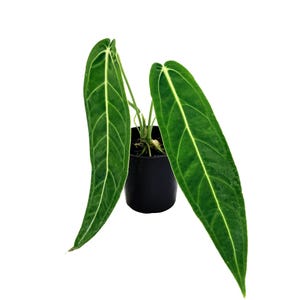 May include: Anthurium clarinervium plant in a black pot. The plant features large, heart-shaped, dark green leaves with prominent white veins. The leaves are long and slender, with a slightly textured surface. The plant is set against a white background.