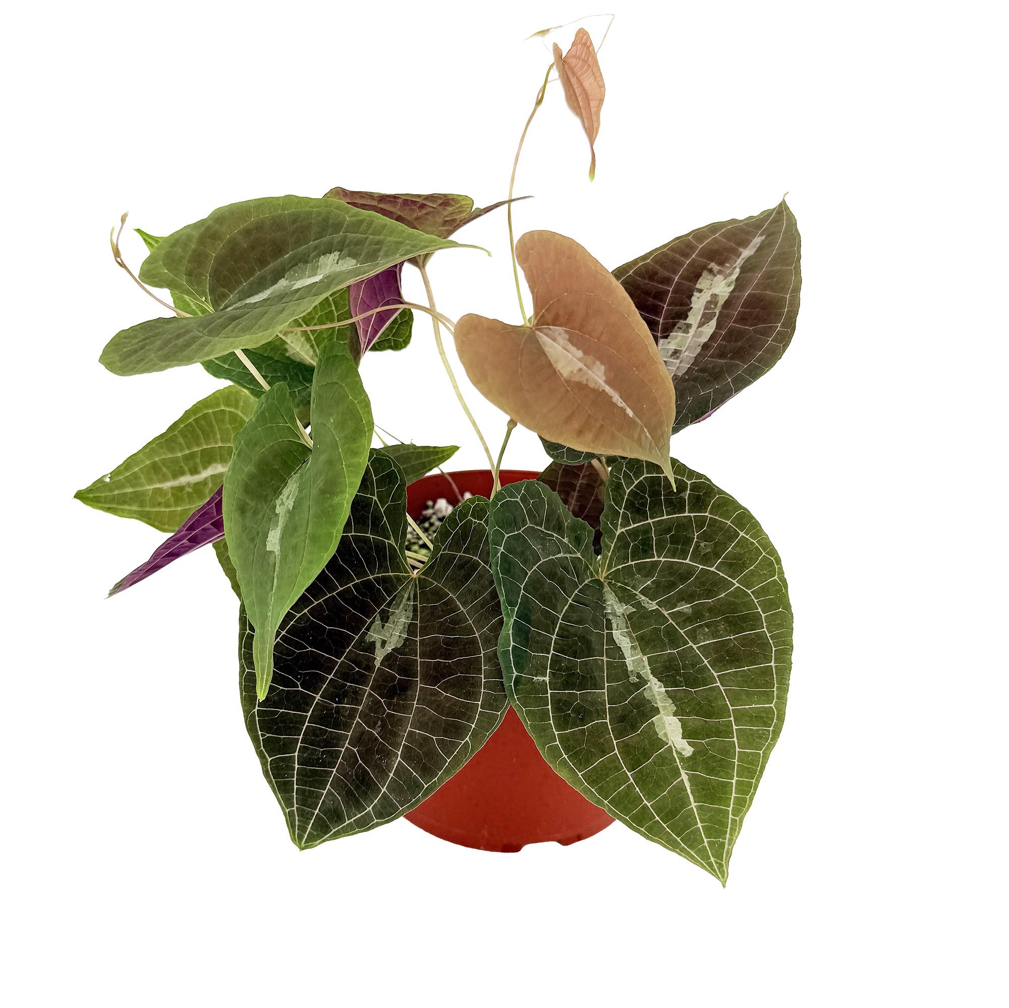 Dioscorea Discolor Jewel Vine, Tropical Climbing Caudex Plant - Etsy