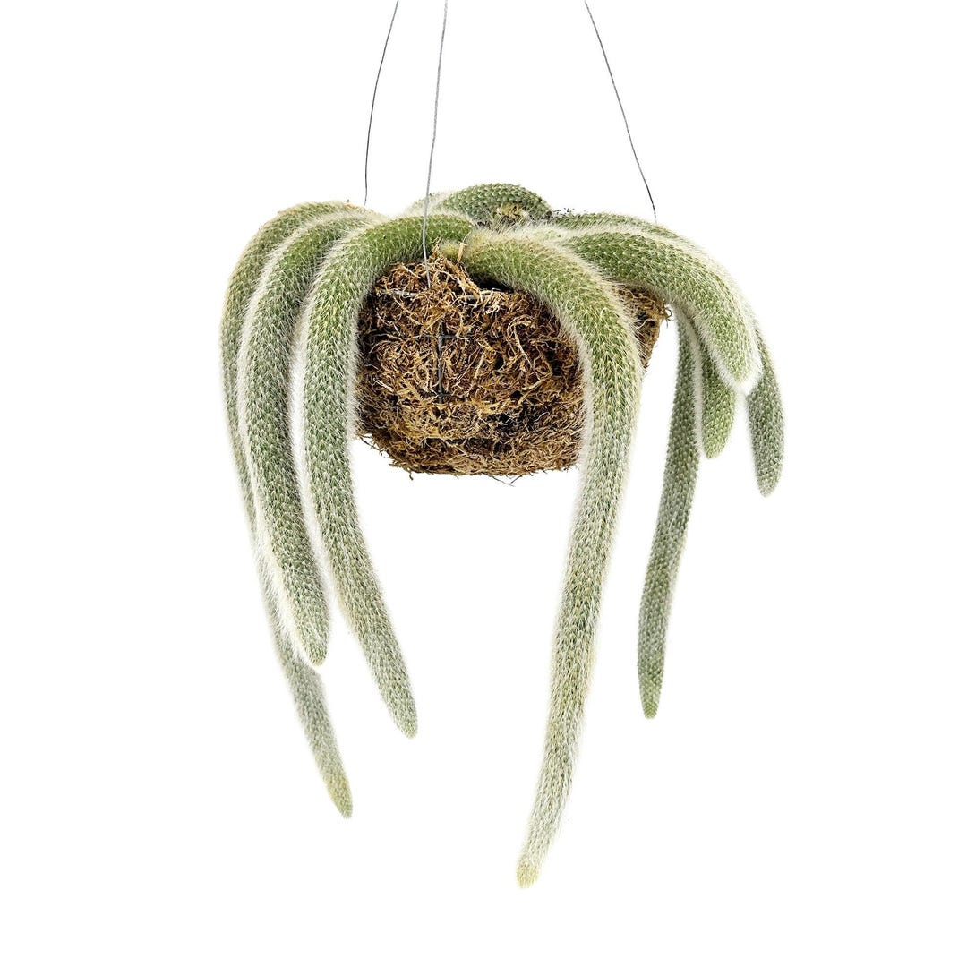Hildewintera Colademononis 'monkey Tail Cactus' - Etsy