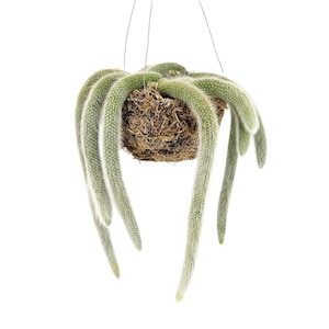 Monkey Tail Cactus: Fuzzy, Hairy, Fast Growing Hildewintera colademononis