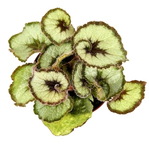 Begonia Rex &#39;Escargot&#39;: Swirled Snail Leaf Houseplant - 4&quot; Pot