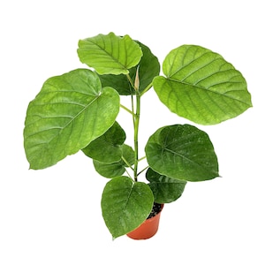 May include: A small potted plant with large, green leaves. The plant is in a brown pot and is sitting on a white background.