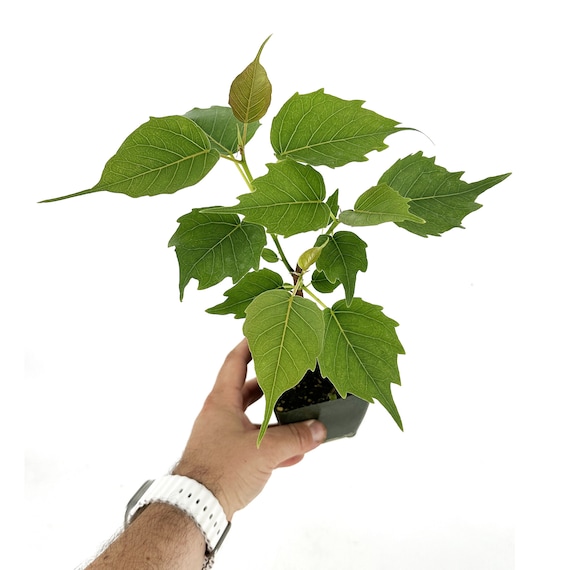 楽天市場】半幅帯 召しませ花 Botanical garden 緑 花