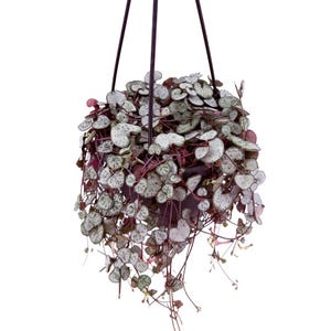 May include: A Ceropegia woodii plant, commonly known as a string of hearts, features heart-shaped leaves with silver-green variegation and dark purple undersides. The plant grows from a dark hanging pot suspended by thin black metal wires.