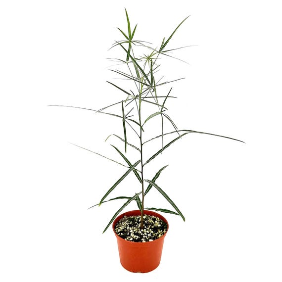 Brachychiton Rupestris 'queensland Bottle Tree' - Etsy