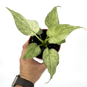 Alocasia cucullata Mint Variegated – Rare Aroid with Minty Marbled Leaves | Compact Variegated Alocasia | Live Plant - 4" Pot Ships from CA