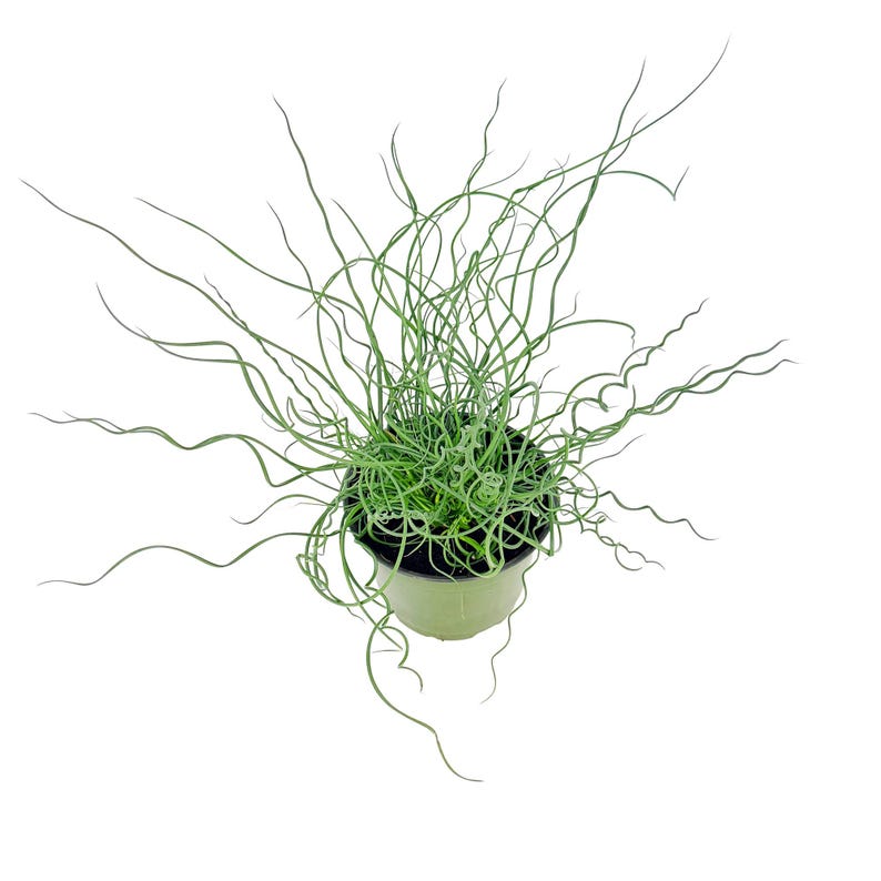 Juncus effusus Spiralis Corkscrew Rush Plant - Thumbnail 4