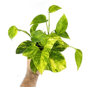 Neon Queen Pothos *New Hybrid*!  Epipremnum aureum - 4" Pot