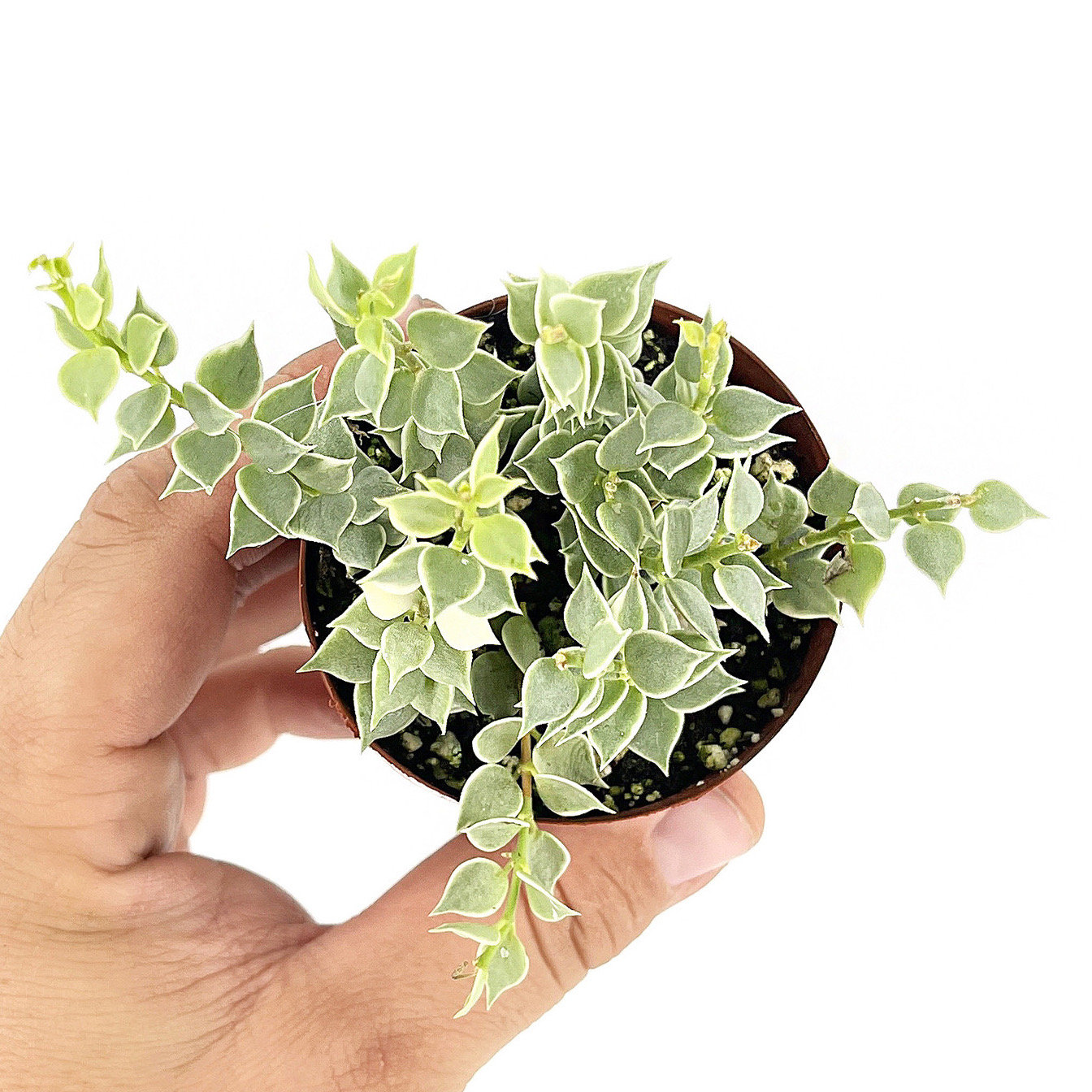 Variegated Million Hearts Dischidia, Dischidia Ruscifolia, Rare