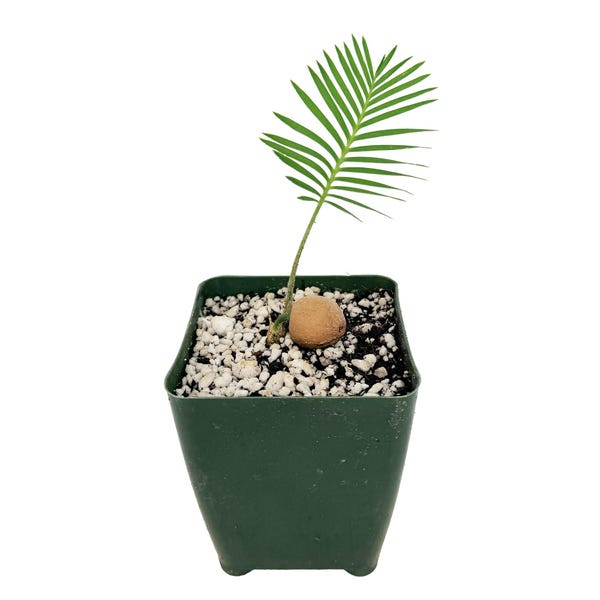 Dioon edule Live Mexican Cycad, Palma de la Virgen in 4 Inch Pot