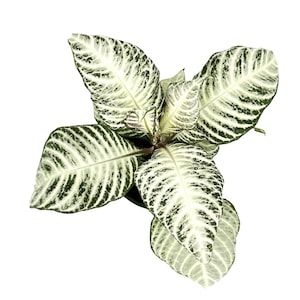 Aphelandra White Wash Zebra, planta de interior tropical de follaje variegado (maceta de 10 cm). imagen 5