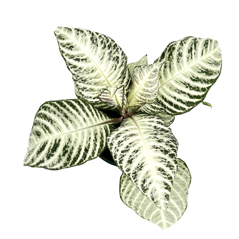 Aphelandra White Wash Zebra, planta de interior tropical de follaje variegado (maceta de 10 cm). imagen 5