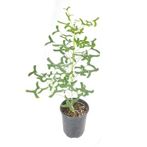 Erythrina vespertilio -  Australian Batwing Coral Tree - Seed Grown - RARE - 6" and 1 Gallon sizes