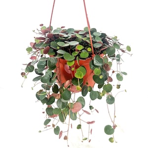 Ruby Cascade Peperomia: Trailing Indoor Plant, Ruby-Backed Foliage