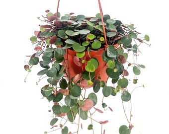 Ruby Cascade Peperomia: Trailing Indoor Plant, Ruby-Backed Foliage