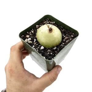 Bowiea volubilis Sea Onion: Rare Climbing Succulent - 4" Pot