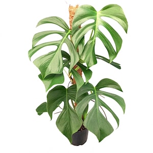 Rare Monstera - Etsy