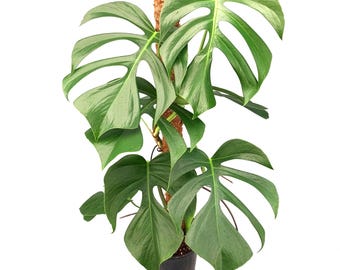 philodendron birkin vs white measure Philodendron Birkin Plant 'White Measure'