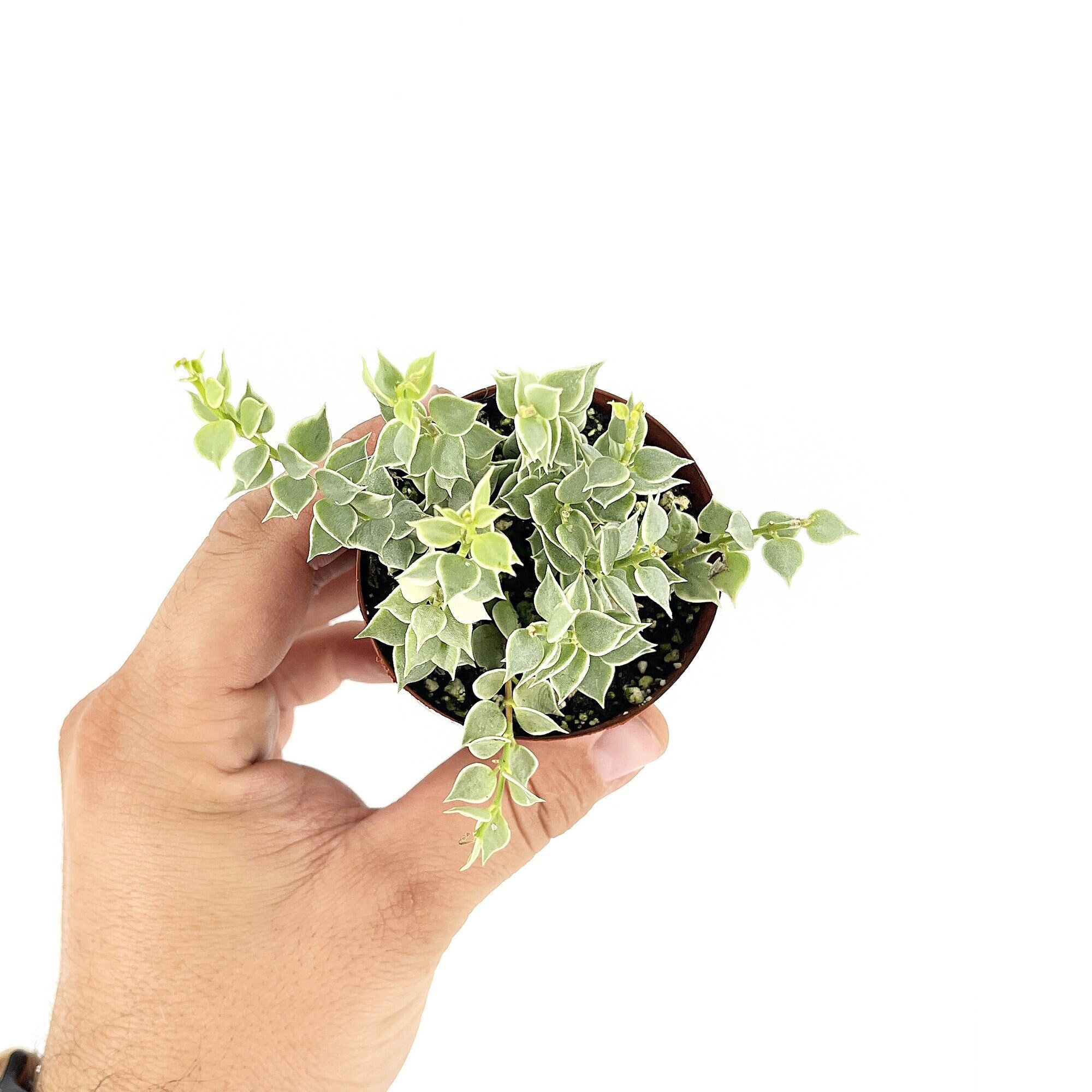 Variegated Million Hearts Dischidia, Dischidia Ruscifolia, Rare