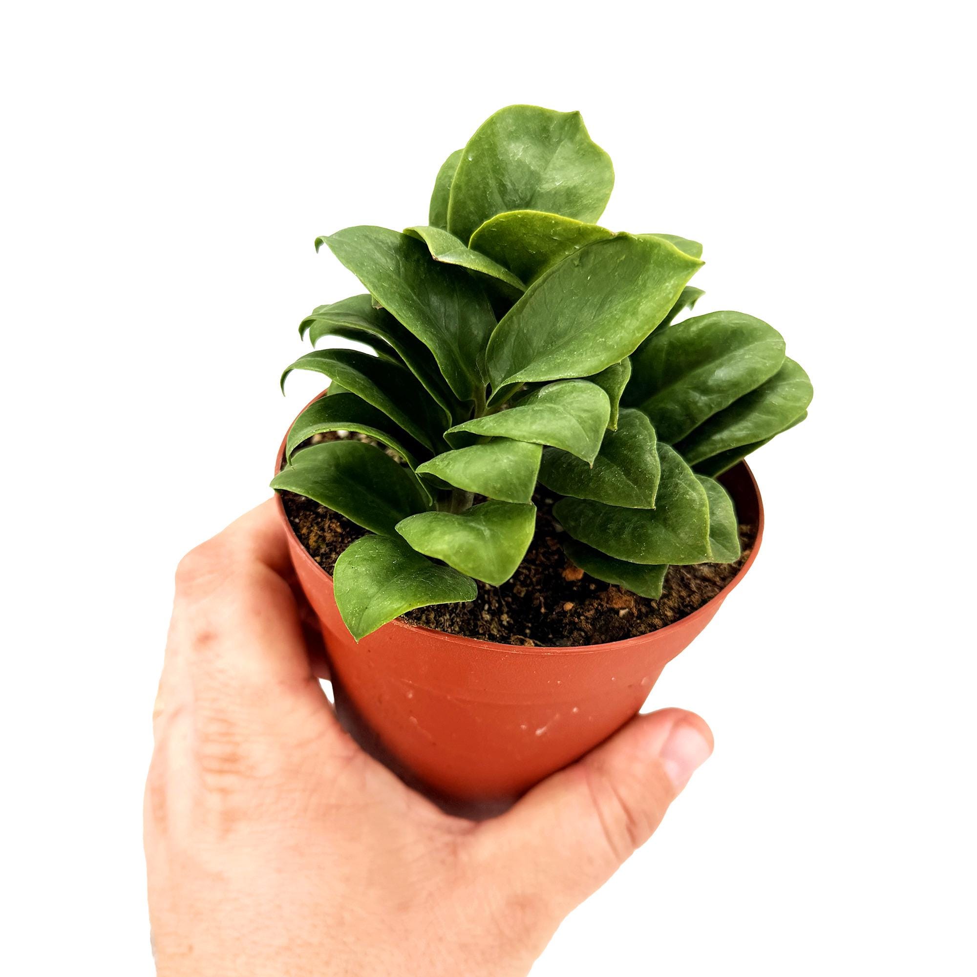 toothache plant seeds Toothache Plant For Sale  Logee's Plants