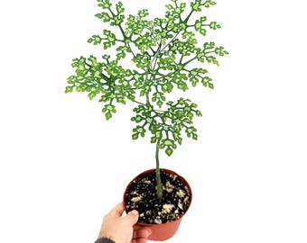 Commiphora Orbicularis Seeds – Rare Caudiciform Succulent Tree