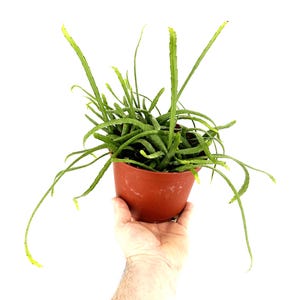 May include: A small green plant with long, thin leaves growing in a brown terracotta pot.