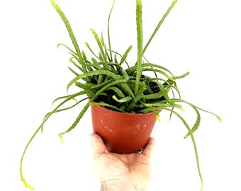 Pfeiffera boliviana: Rare Trailing Cactus in 6" Hanging Pot, Pet Safe Rhipsalis