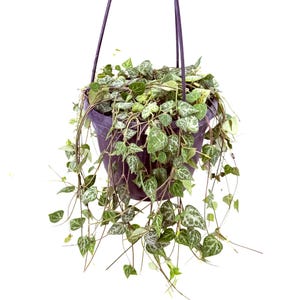 May include: A Ceropegia woodii plant, commonly known as a string of hearts, with variegated heart-shaped leaves featuring green and silver patterns. The plant is contained in a dark purple plastic hanging pot with thin purple support cords.